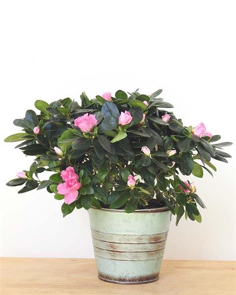 Azalea Plant Soft Pink