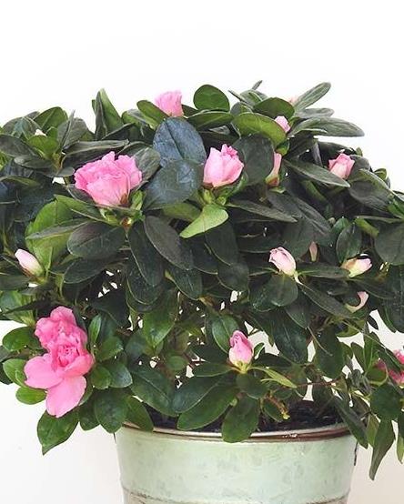 Azalea Plant Soft Pink