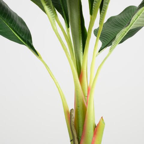 Banana Palm