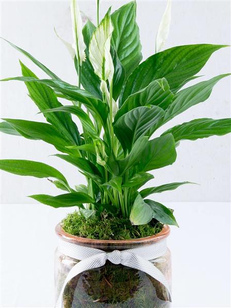 Chic Peace Lily Plant