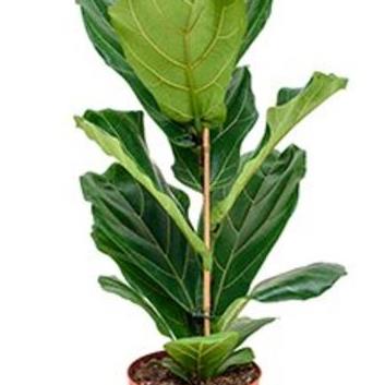 Fiddle Leaf Fig Large