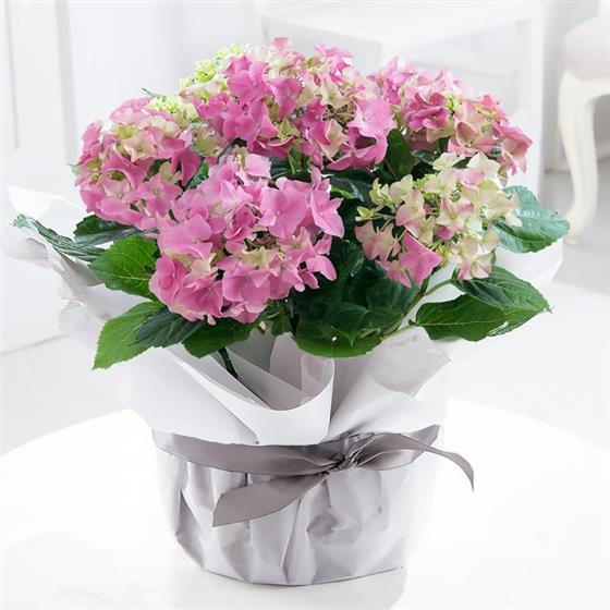 Large Gift Wrapped Pink Hydrangea Plant