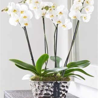 Luxury Phalaenopsis Planter