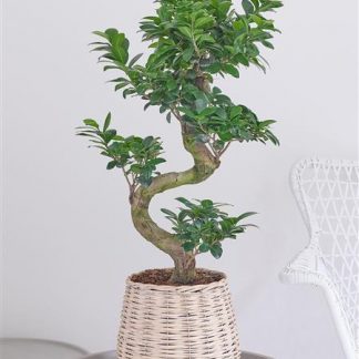 Ornamental Ficus Ginseng Large