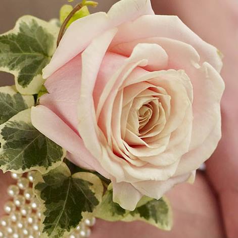 Soft Pink Rose and Pearl Wrist Corsage