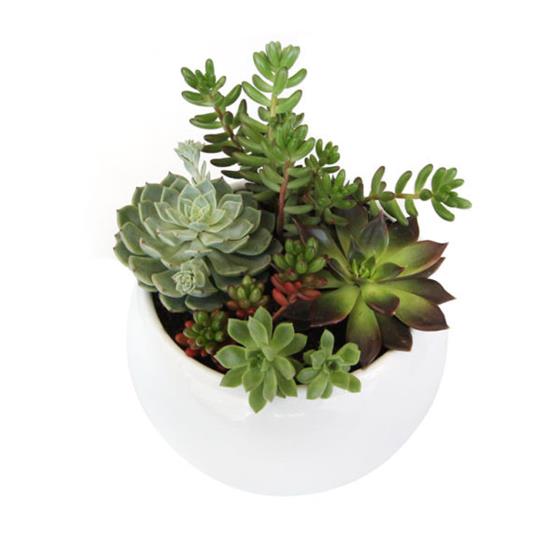 Succulent Mixed in a Bowl
