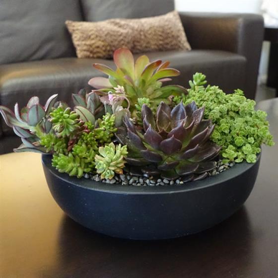 Succulents in a Black Ceramic Pot