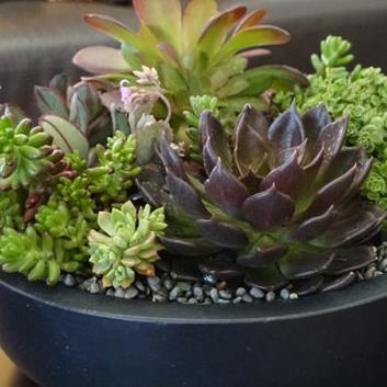 Succulents in a Black Ceramic Pot