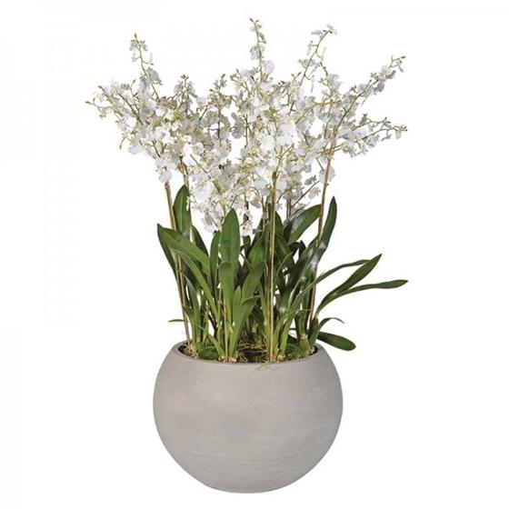 XL White Oncidium Orchid Planter