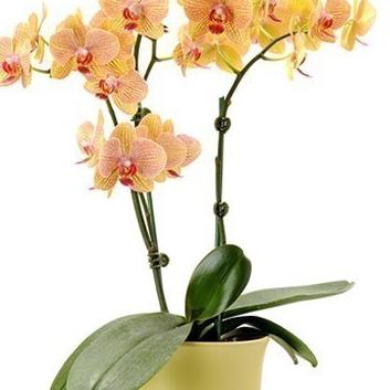 Yellow Phalanopsis Orchid